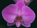 Phal. Sherine's Rose 'Angel Orchids'